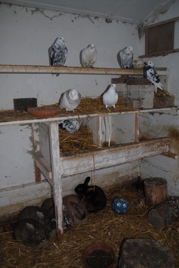 Konijnen en Duiven 012